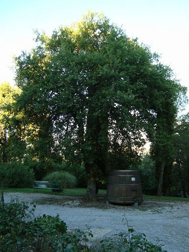 Agriturismo Il Villino Fonterutoli Kültér fotó