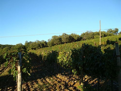 Agriturismo Il Villino Fonterutoli Kültér fotó